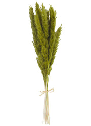 Green Presereved Pampas Stems by Mud Pie