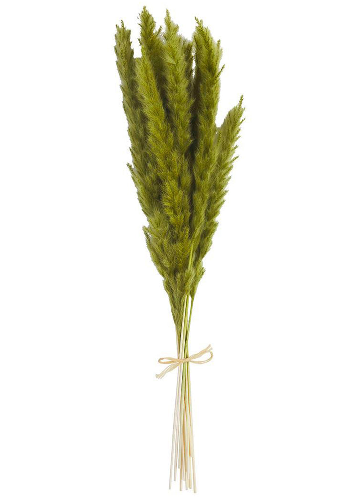 Green Presereved Pampas Stems by Mud Pie